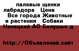 палевые щенки лабрадора › Цена ­ 30 000 - Все города Животные и растения » Собаки   . Ненецкий АО,Белушье д.